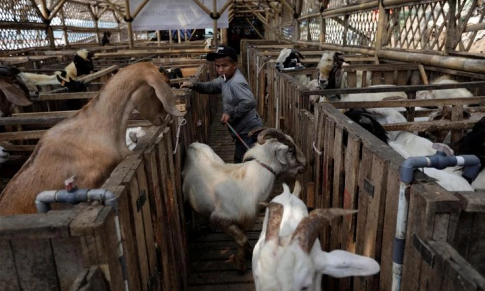 Ολλανδία: Φόβος για την εμφάνιση νέας ασθένειας που μεταδίδεται από κατσίκες